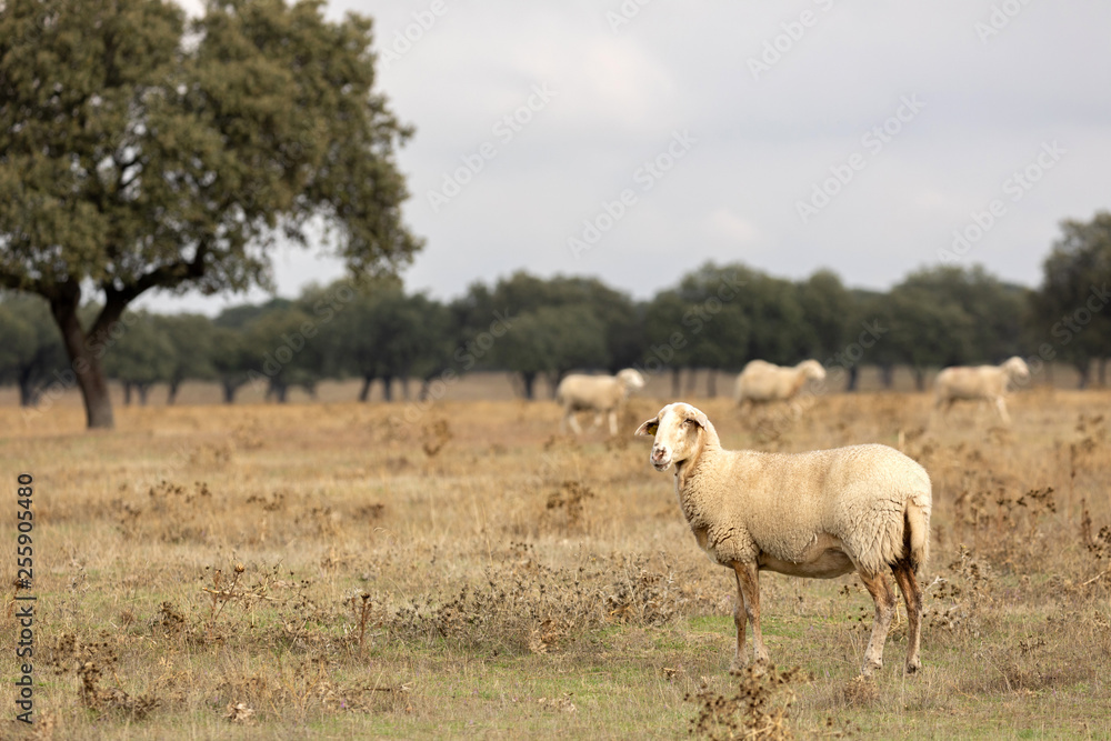 Obraz premium Flock of sheep grazing