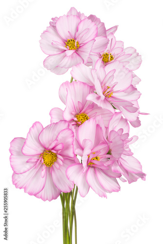 cosmos flowers isolated