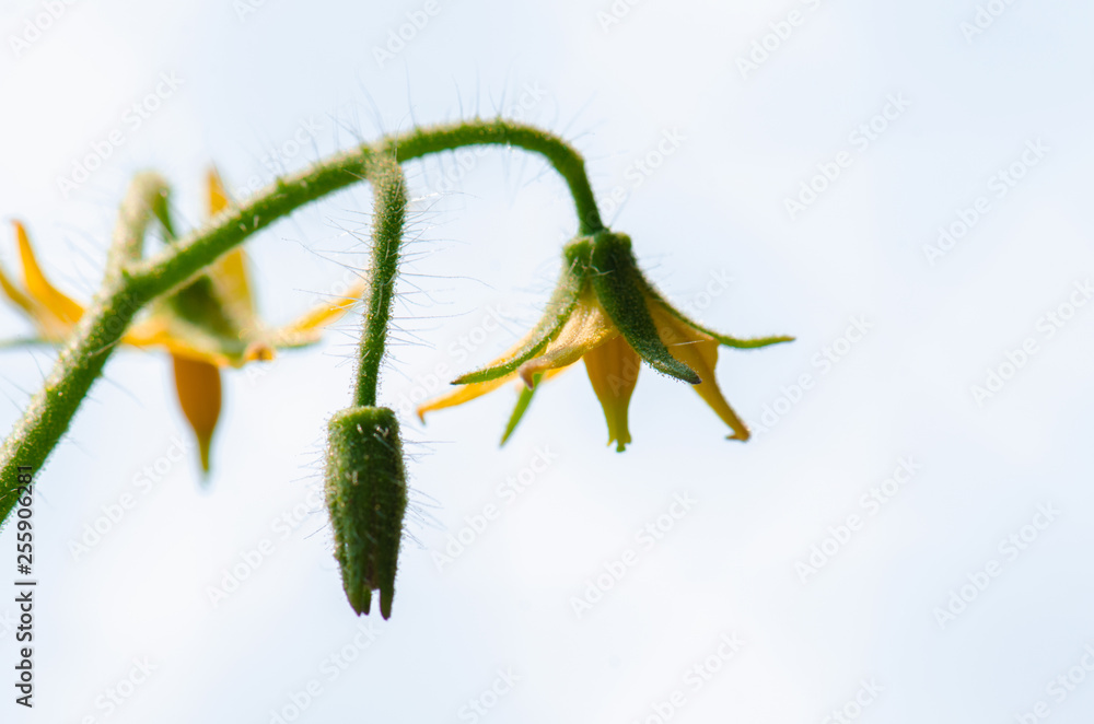 Obraz premium Tomato flower blooms, blossom of tomato