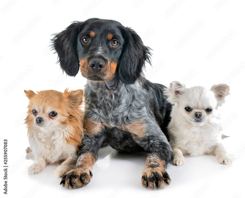 puppy brittany spaniel and chihuahuas