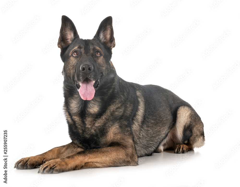 gray german shepherd