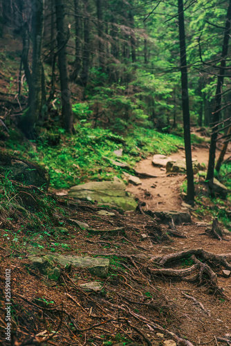 North scandinavian forest