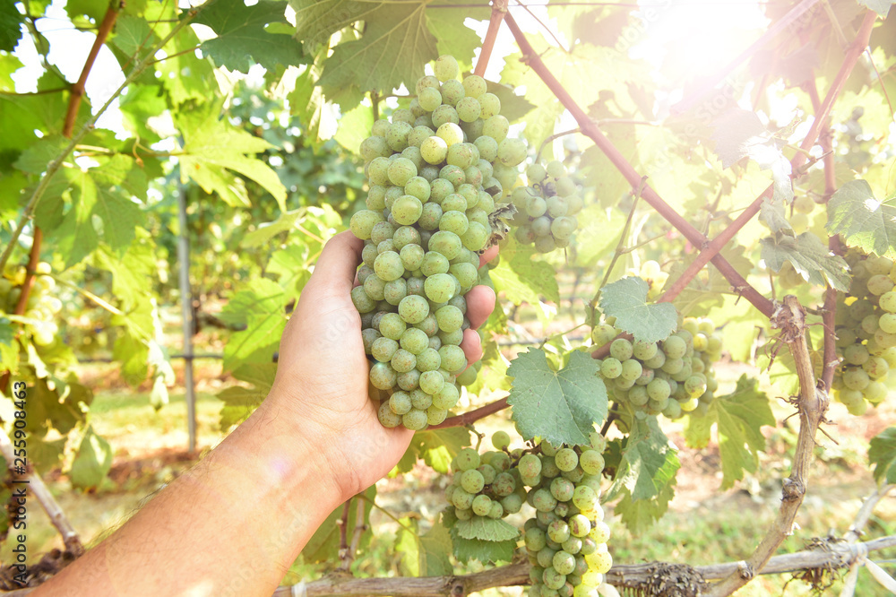 Vine and bunch of white grapes in garden