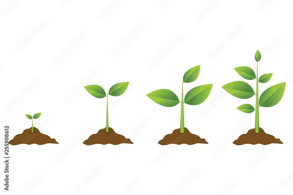 Growing plant process. Planting tree infographic. Vector illustration