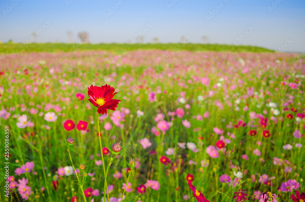 field of cosmos flowers