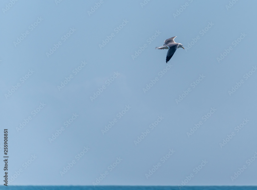 Single Seagull Flying in a Clear Blue Sky over the Italian Mediterranean Sea