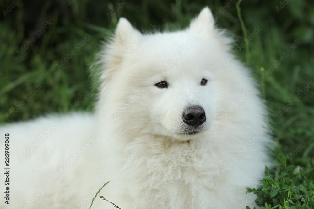 dog dog