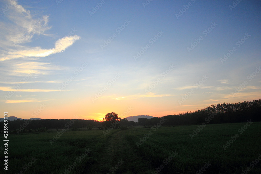 Green fields and morning atmosphere on the sunset.