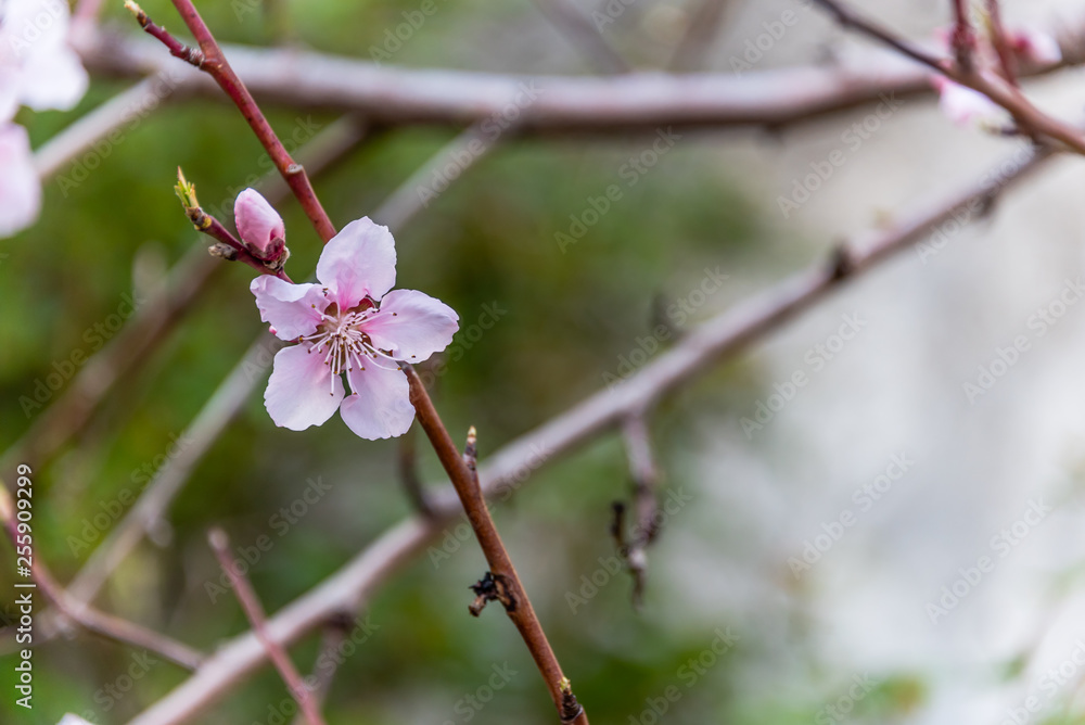 Fruit Tree Blossoms on a Bright Spring Day Fruit Tree Blossoms on a Bright Spring Day