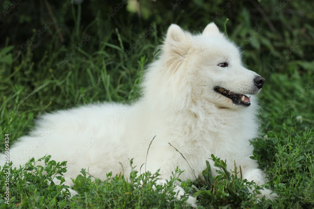 dog dog