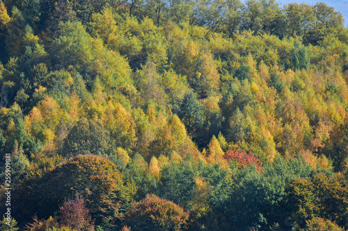 Forest in late Autumn