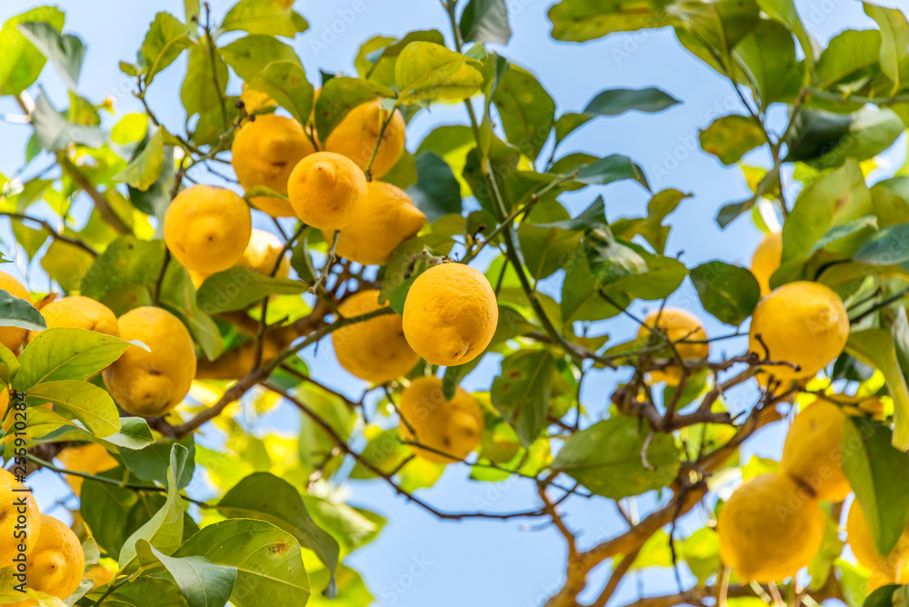 Lemons Growing on Tree Against a Clear Blue Sky in Italy Lemons Growing on Tree Against a Clear Blue Sky in Italy
