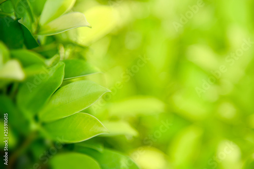 Green leaves in the garden under morning sunlight. Green leaves texture on blurred background. Nature, fresh, greenery and ecology background and wallpaper. 