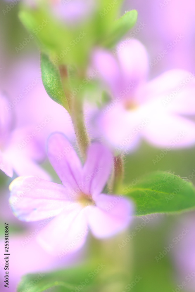 Naklejka premium 花のイメージ