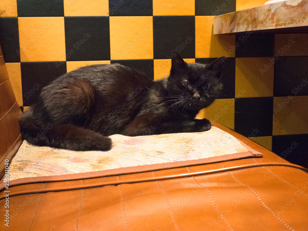 Naklejka お気に入りの場所に座る黒猫