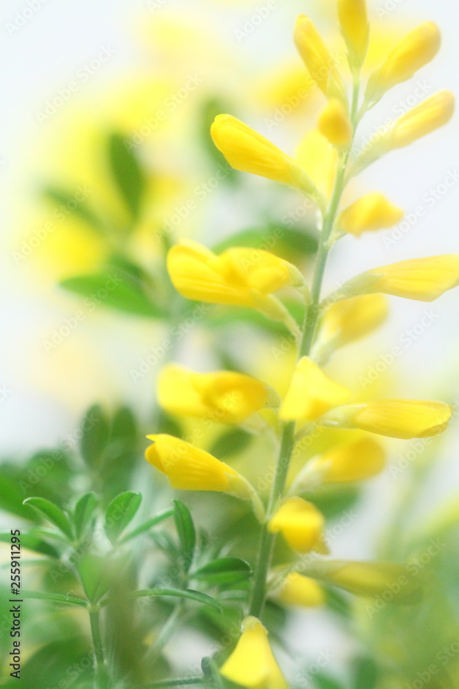 Fototapeta premium 花のイメージ