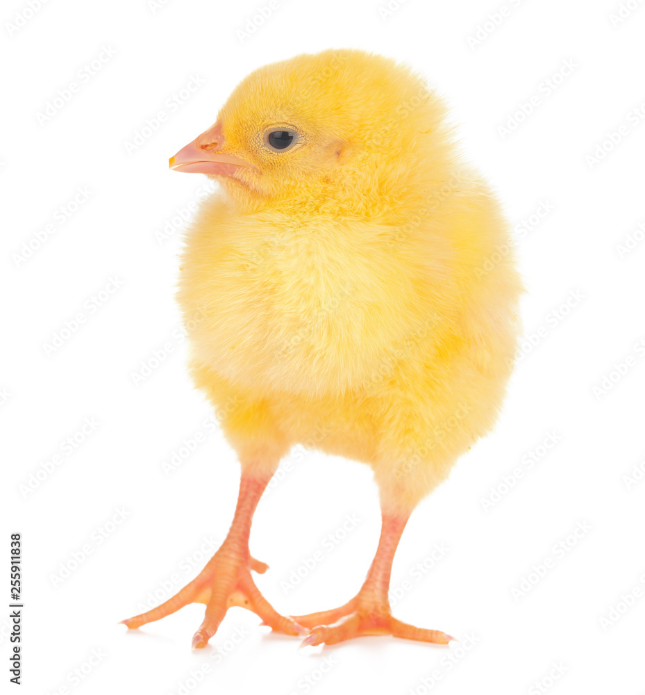 Fototapeta premium Cute little chicken isolated on white background