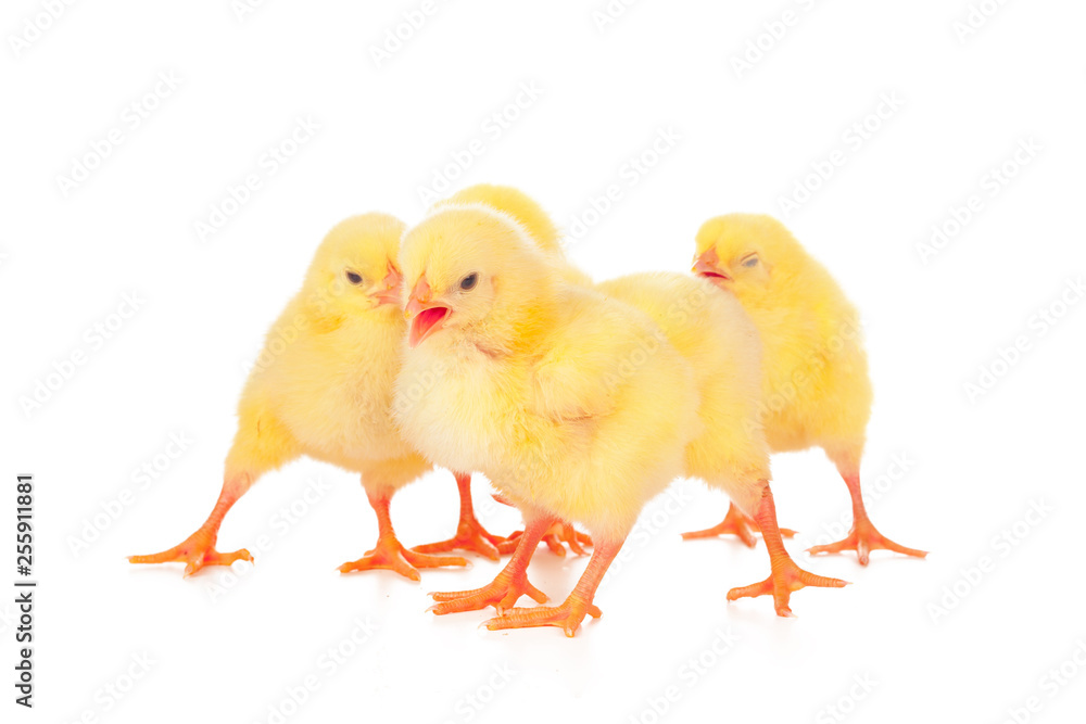 Group of chickens isolated on a white background