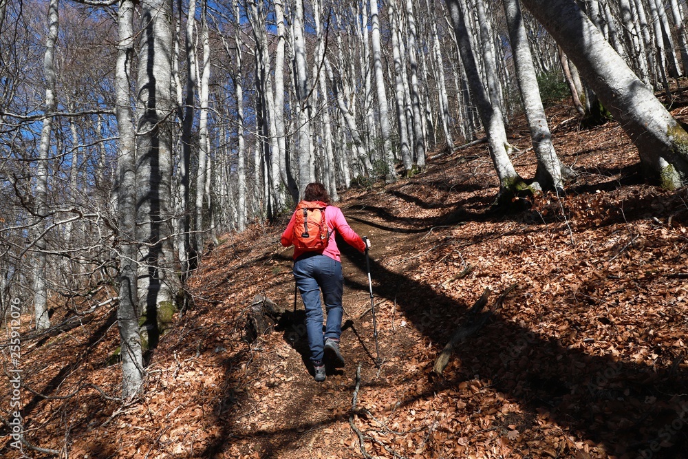 Naklejka premium hêtraie de la chaîne des puys, 63