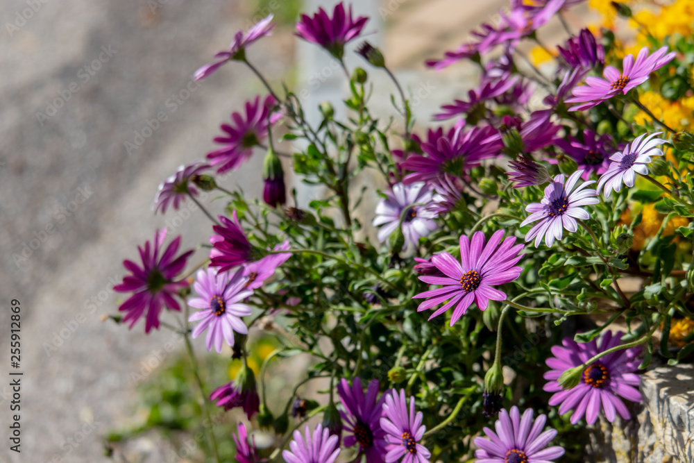 Obraz premium flowers in the garden