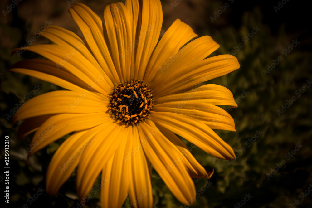 Obraz premium the yellow flower