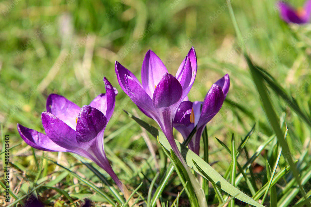 Fototapeta premium A group of Crocuses in the city park