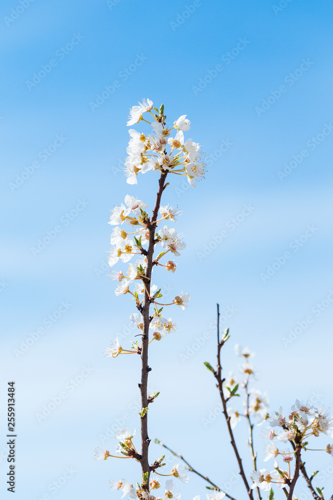 White spring flowers on a tree branch White spring flowers on a tree branch