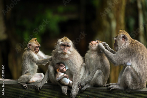 Canvas Print Family of different ages monkeys sits and cleans each other on a wooden beam in the rainforest