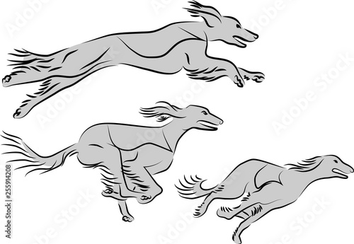 saluki racing