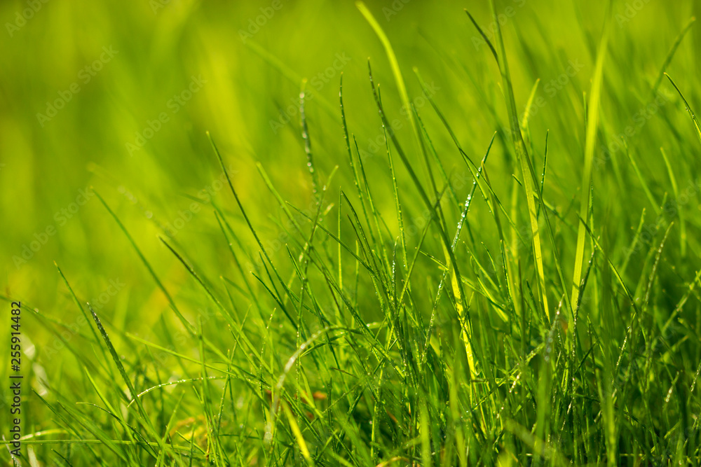 Fresh growing green grass background