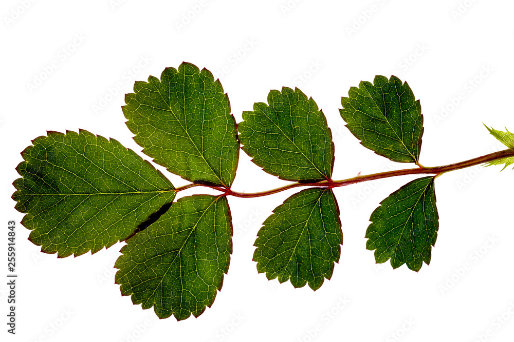 Fototapeta premium green leaves isolated on white background
