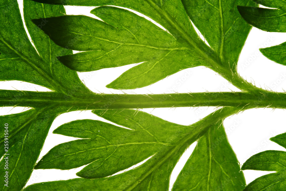 Obraz premium green leaves background