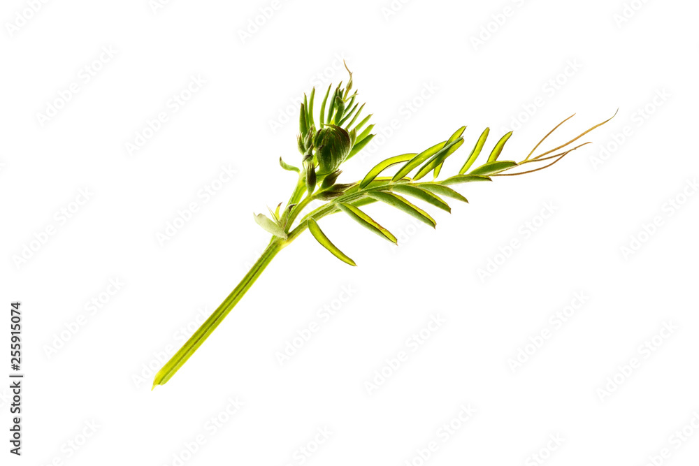 Fototapeta premium vetch branch isolated on white background
