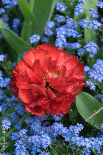 Buntes Blumenbeet (rot / blau) im Frühling