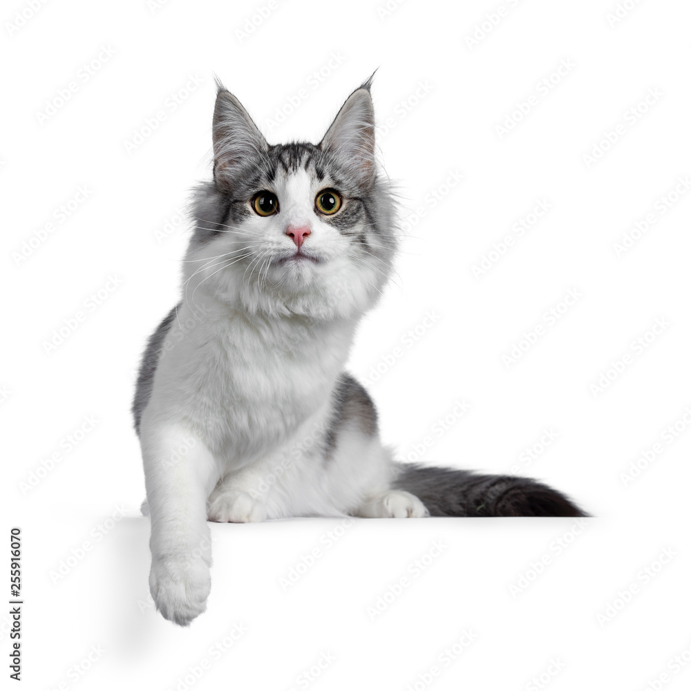 Cute black silver bicolor spotted tabby Norwegian Forest cat kitten, sitting on edge ready to jump facing front. Looking at camera with green / yellow eyes. Isolated on white background.