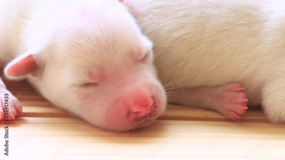The first puppy dog sleeping on a wooden floor. The first puppy dog sleeping on a wooden floor.