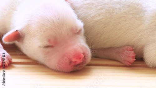 The first puppy dog sleeping on a wooden floor.