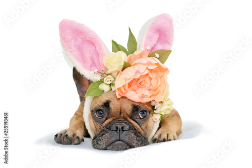 Cute fawn French Bulldog dog girl lying on floor with floral headpiece with big beautiful flowers luke peony roses and easter bunny ears on white background