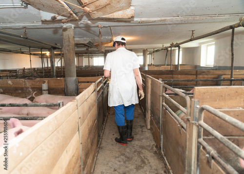 Tierarzt geht durch den Maststall, Schweinehaltung