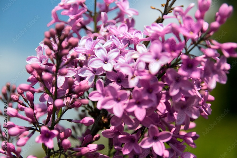 Lilac flowers
