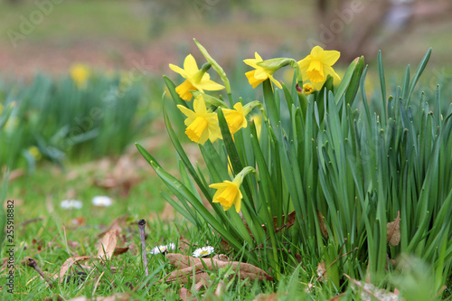Fototapeta Naklejka Na Ścianę i Meble -  Narcissus. Beautiful spring flowers blooming in the garden