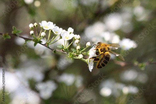 Biene / Honigbiene mit Blütenstaub