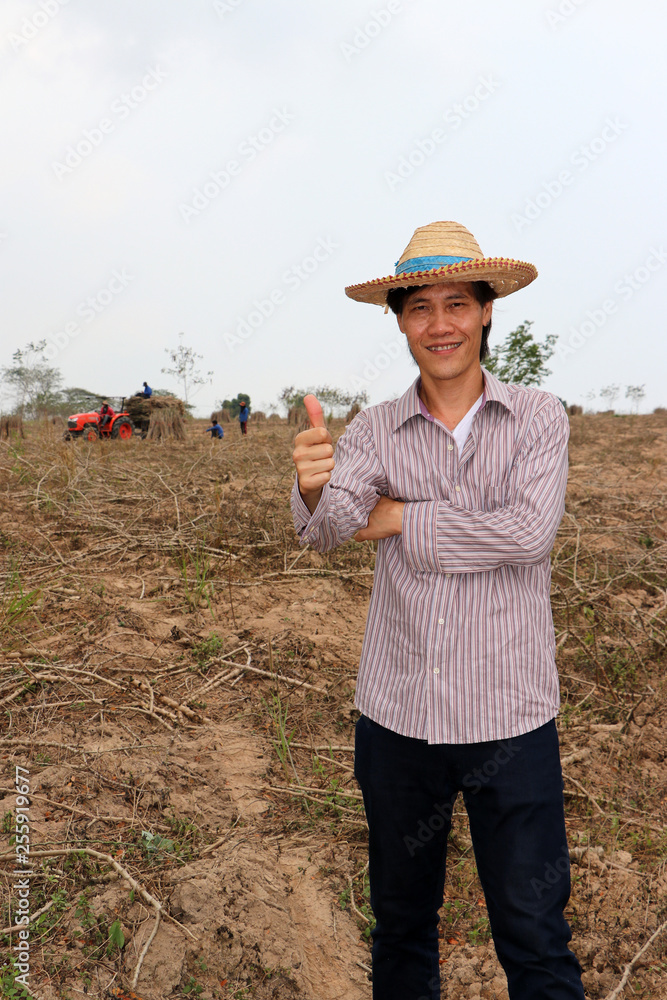 Fototapeta premium Male farmer standing and thumbs up in the cassava farm.