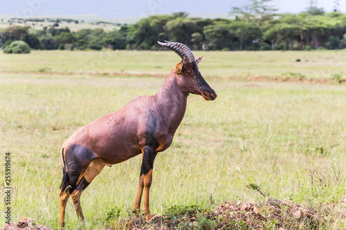 Gorgeous lyrhorny antelope topi