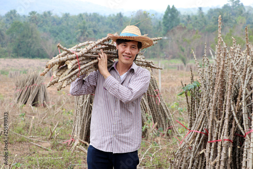 Male farmer standing and shoulder  tapioca limb that cut the stack together in the farm. photo