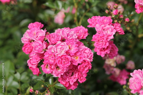 pink flowers in the garden © Anna