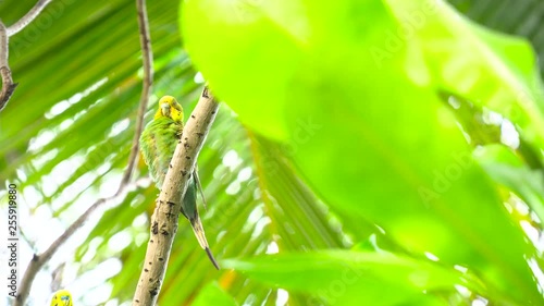 Beautiful and colorful parrot on a tree.