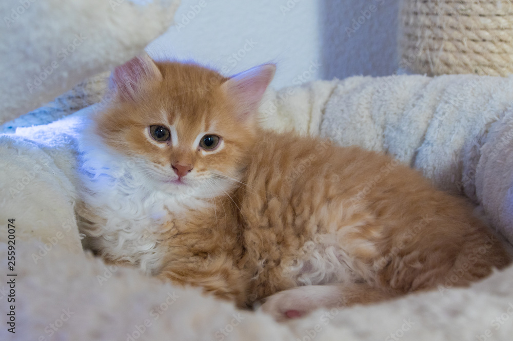 Adorable long haired cat of siberian breed in relax. Hypoallergenic pet of livestock