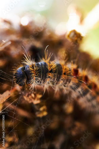 Thaumetopoea pityocampa Pine processionary Oruga Procesionaria