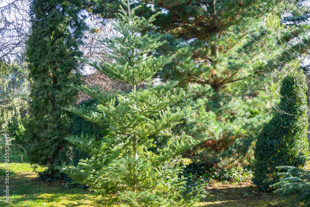Young korean fir Abies koreana against the background of Thuja occidentalis Columna, Japanese pine Pinus parviflora Glauca in well-groomed garden. Beautiful natural evergreen background. Young korean fir Abies koreana against the background of Thuja occidentalis Columna, Japanese pine Pinus parviflora Glauca in well-groomed garden. Beautiful natural evergreen background.